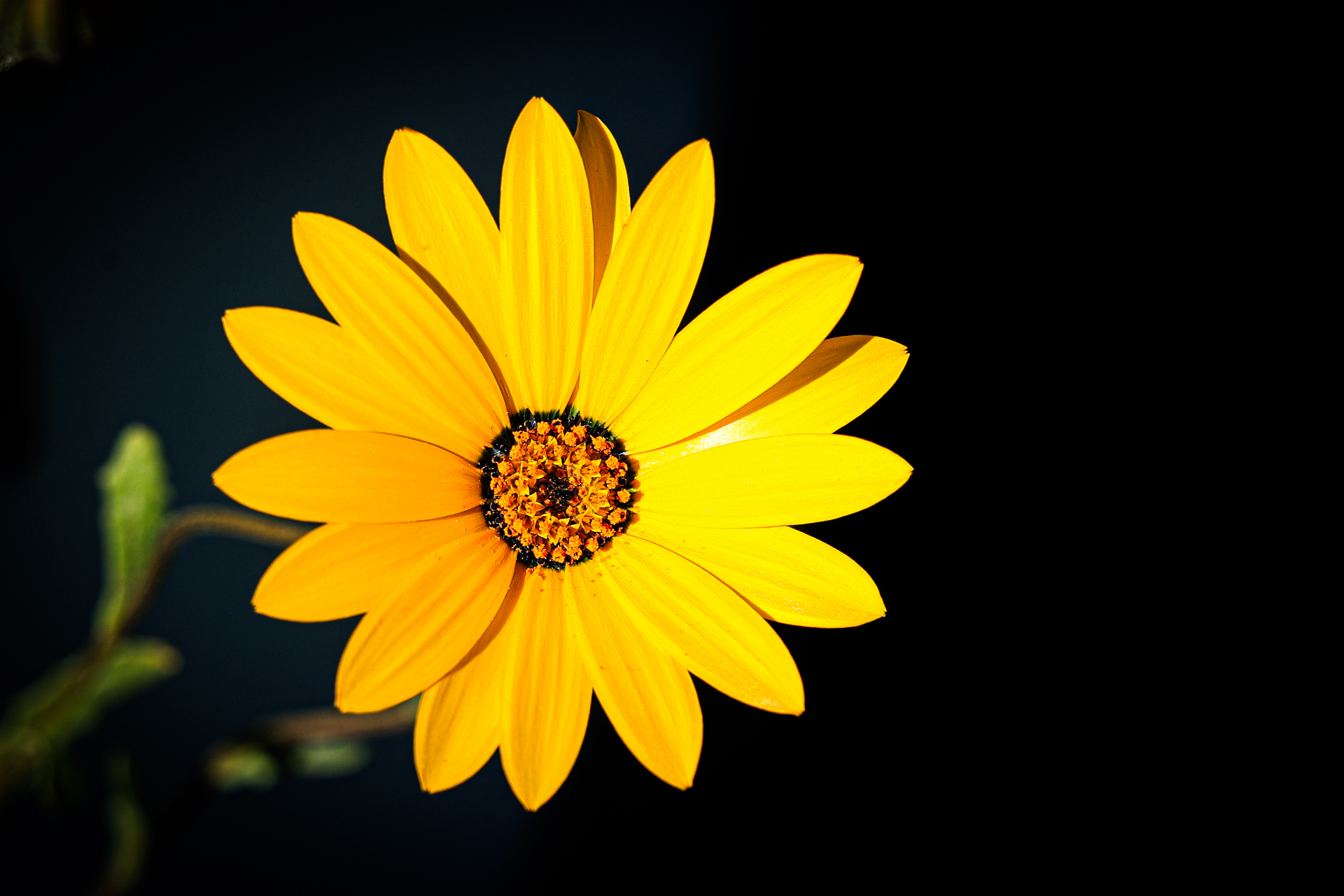 Featured project: Portrait Photography